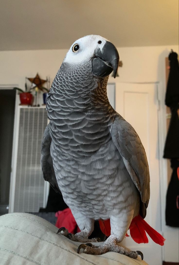 African grey parrot s for sale