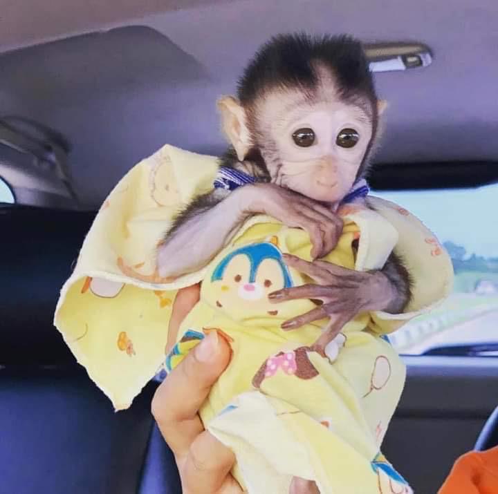 Lovely capuchin monkey for sale WhatsApp me +447465807341