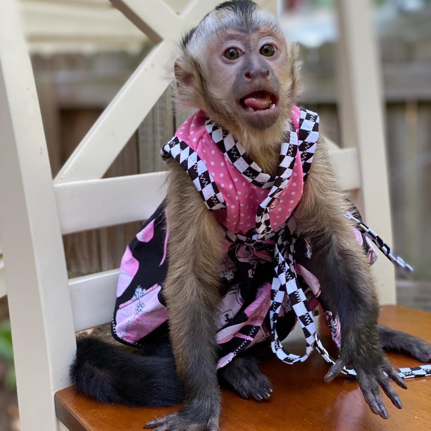 Top Quality Baby Capuchin Monkeys WhatsApp us ONLY +44740-4341-894