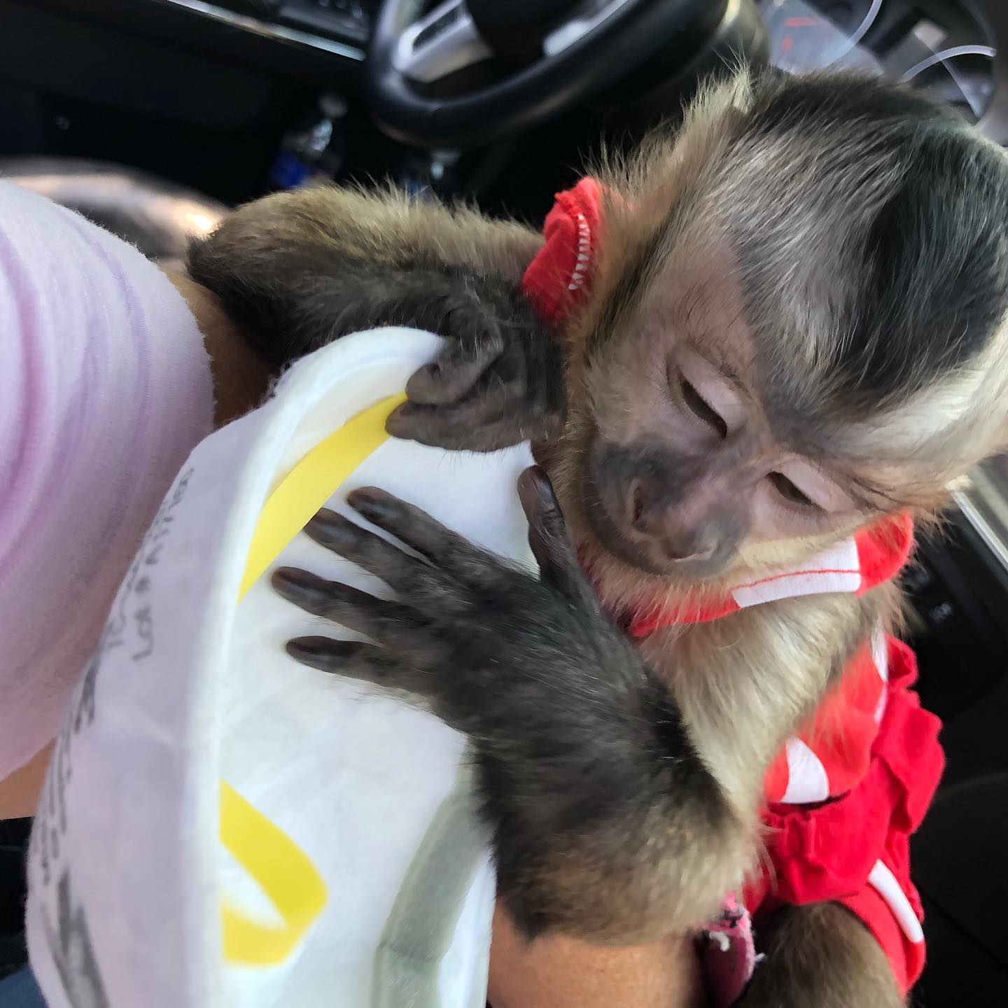 Top Quality Baby Capuchin Monkeys WhatsApp us ONLY +44740-4341-894