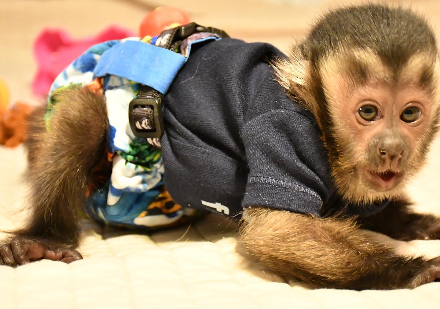 3 months Old Capuchin Monkeys Ready now WhatsApp us ONLY +44740-4341-894