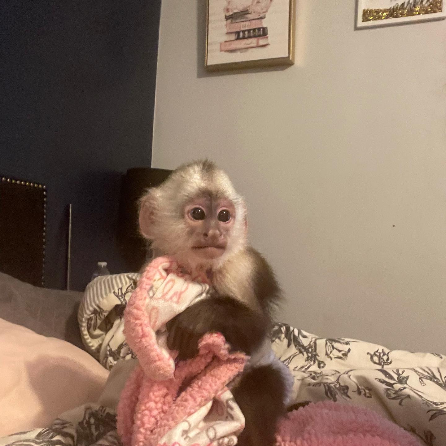Male and Female Tamed Capuchin Monkeys Whats App us ONLY +44740-4341-894