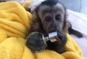 Emotional Filled Capuchin Monkeys Available Whats App us ONLY +44740-4341-894