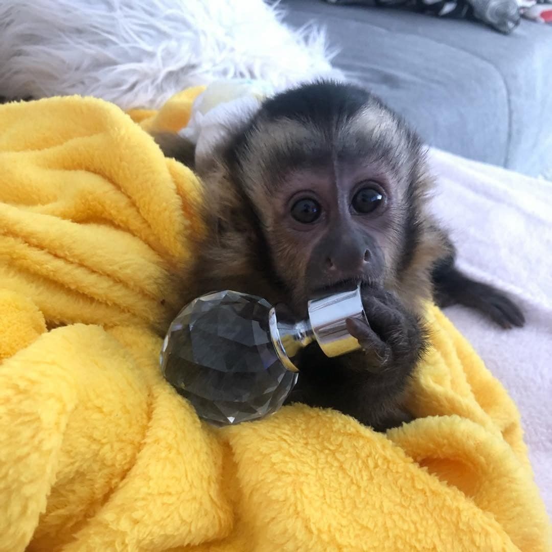 Emotional Filled Capuchin Monkeys Available Whats App us ONLY +44740-4341-894