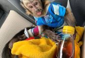 Emotional Filled Capuchin Monkeys Available Whats App us ONLY +44740-4341-894