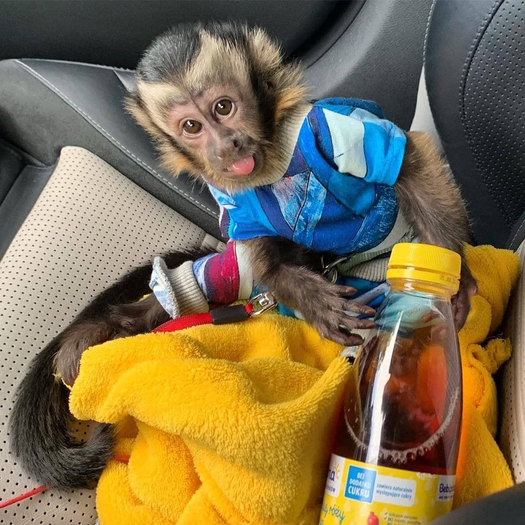 Emotional Filled Capuchin Monkeys Available Whats App us ONLY +44740-4341-894