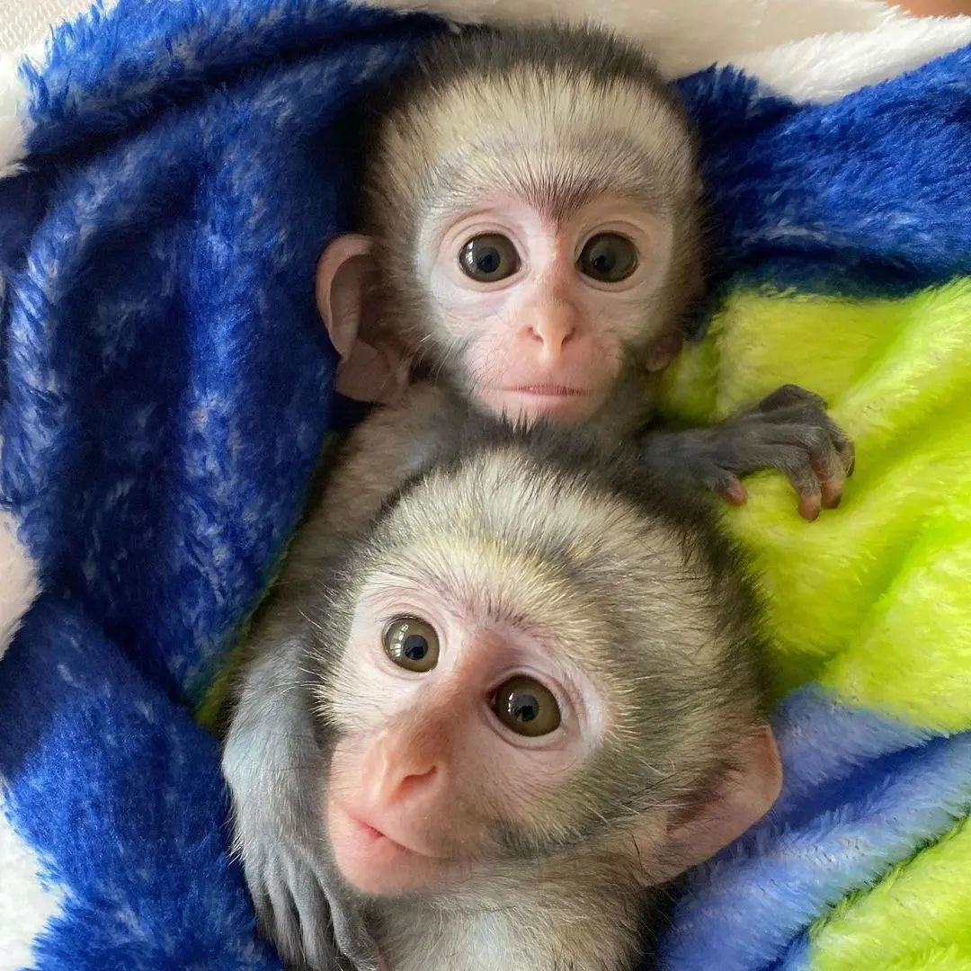 Well Socialized Capuchin Monkey