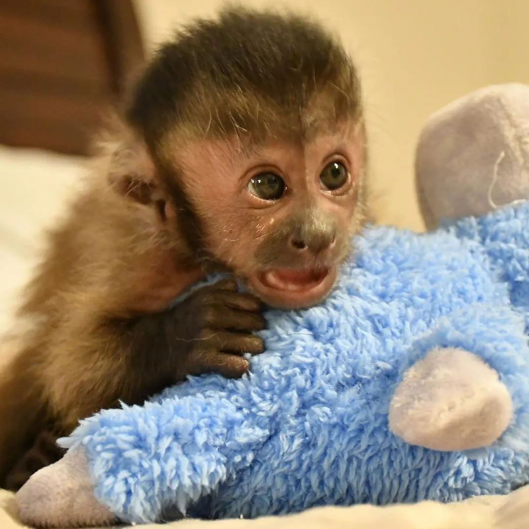 Beautiful Capuchin Monkeys Available Whatsapp only: +447457408984