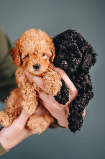 Adorable male and female poodle puppies for adoption.