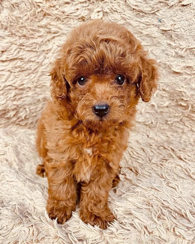 Teacup toy poodle