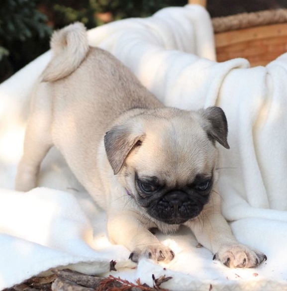 Pug Puppies Now Ready