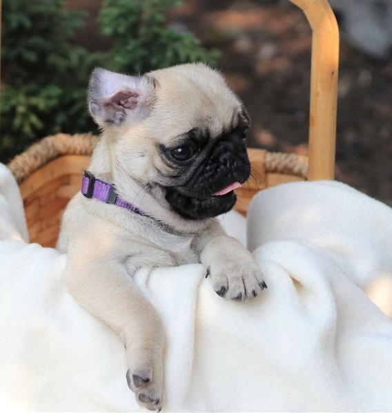 Pug Puppies Now Ready