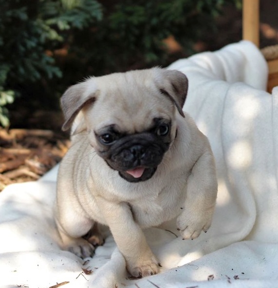 Pug Puppies Now Ready