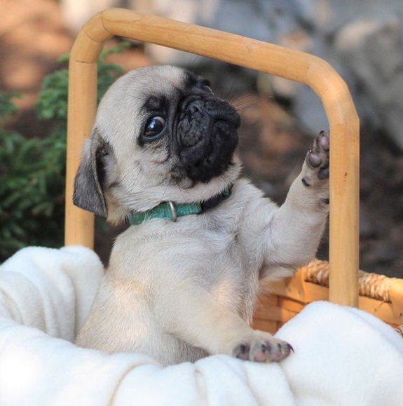 Pug Puppies Now Ready