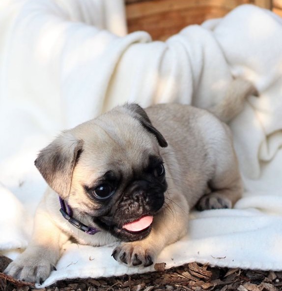 Pug Puppies Now Ready