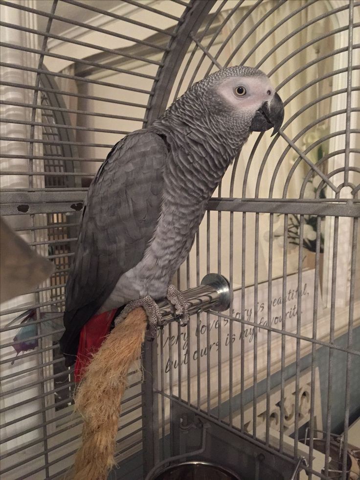 African grey parrot s for sale