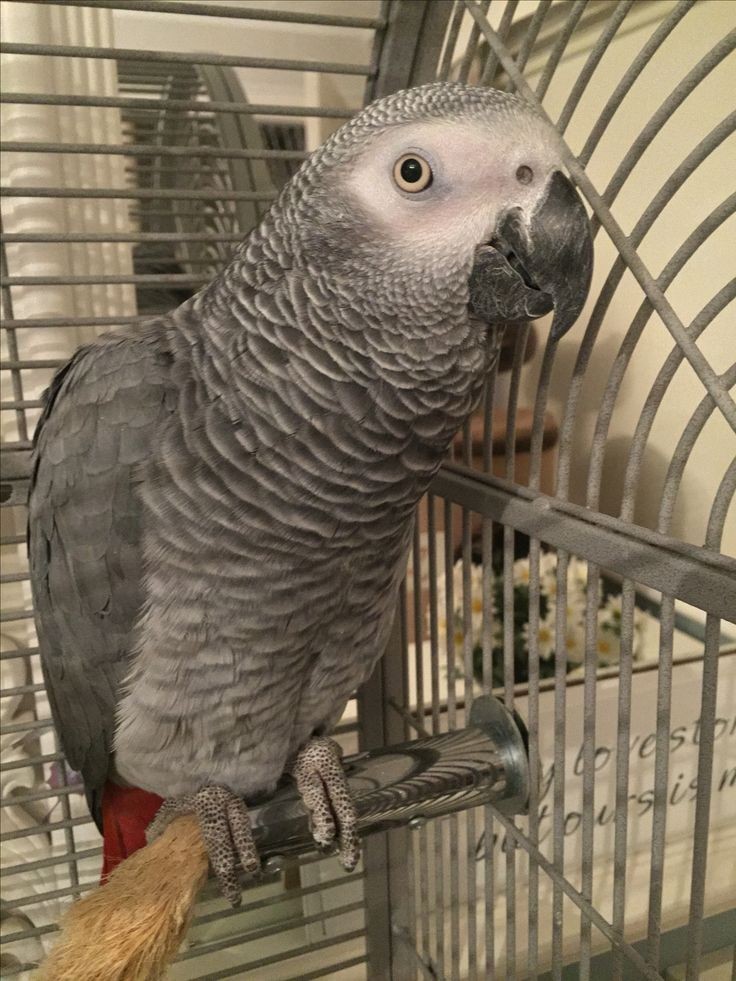 African grey parrot s for sale