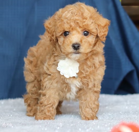 Cockapoo puppies