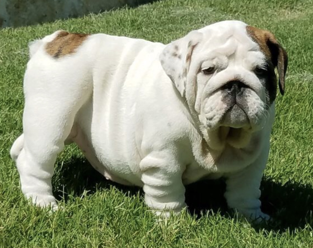 Male and female English bulldog pupies