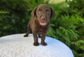 Full Bloodlines Labrador Retriever Puppies For Sale