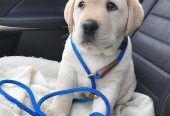 Full Bloodlines Labrador Retriever Puppies For Sale