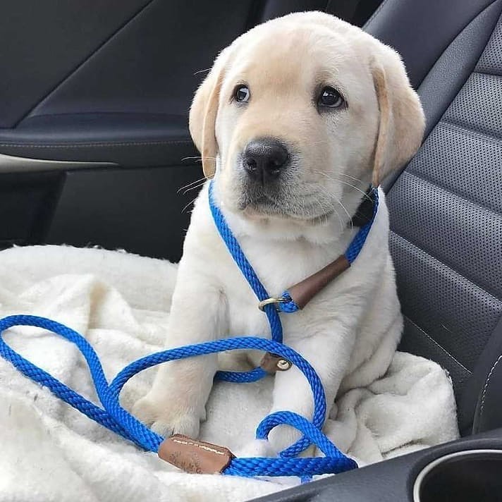 Full Bloodlines Labrador Retriever Puppies For Sale