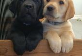 Full Bloodlines Labrador Retriever Puppies For Sale