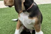 Beagle puppies available for sale