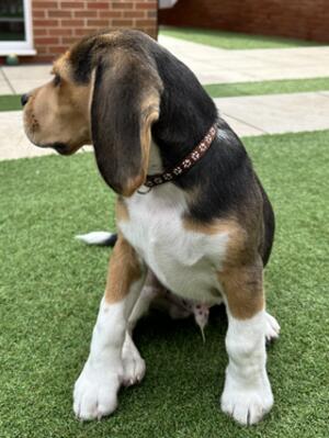 Beagle puppies available for sale