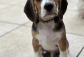 Beagle puppies available for sale