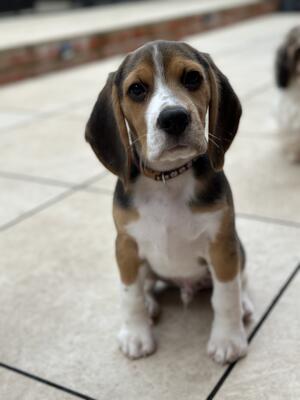 Beagle puppies available for sale