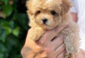 Lovely male and female poodle puppies for adoption.