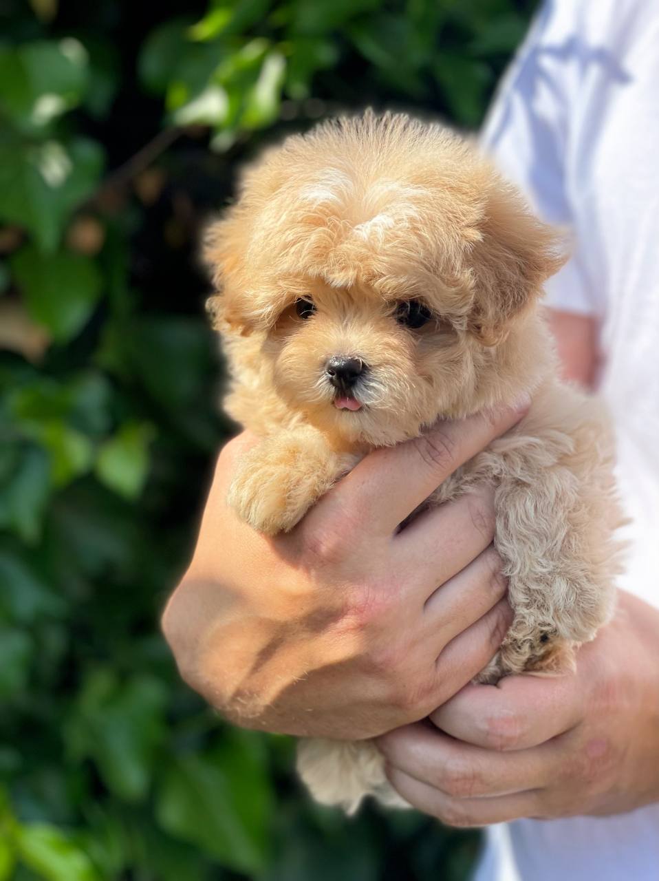 Lovely male and female poodle puppies for adoption.