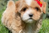 Lovely male and female poodle puppies for adoption.