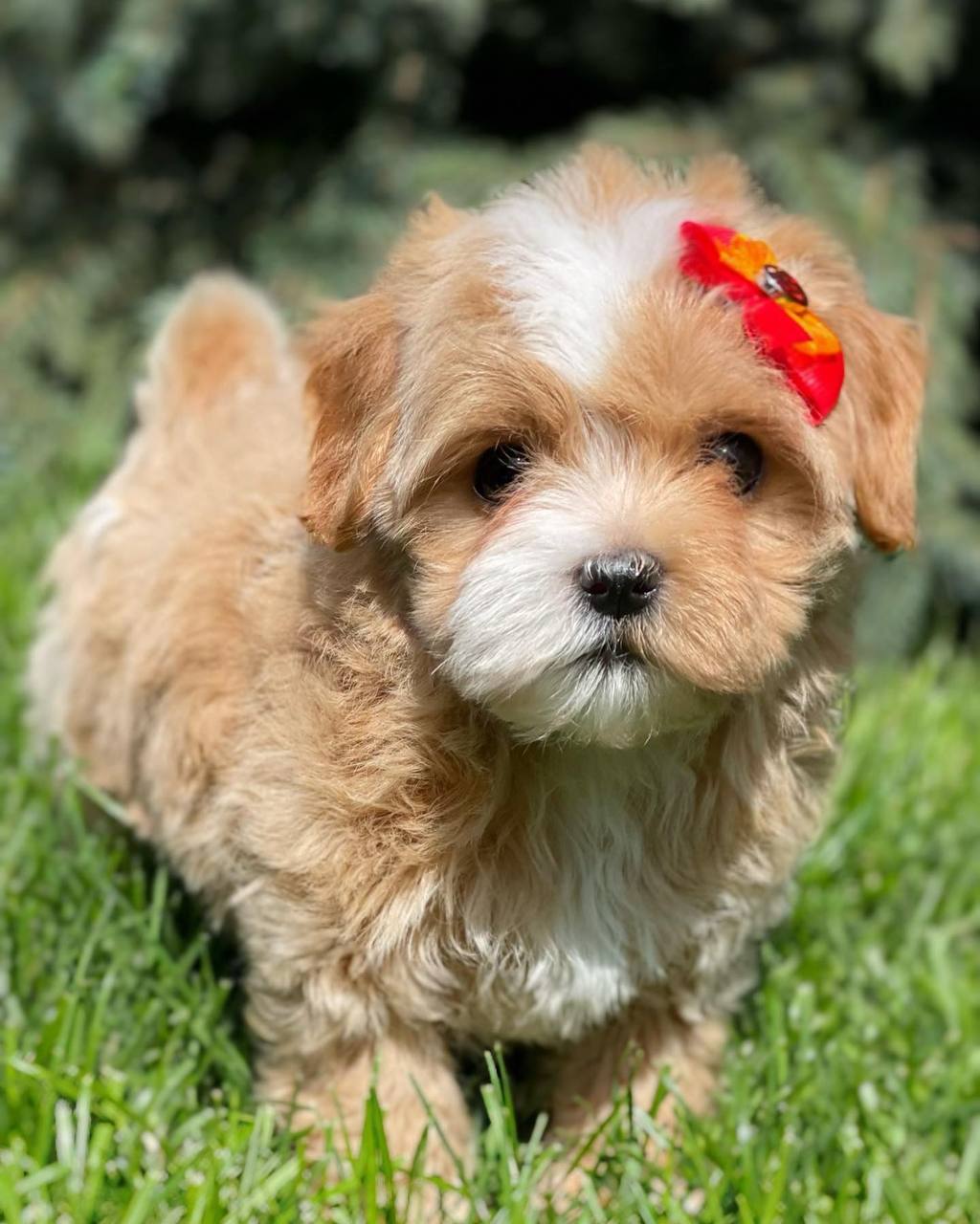 Lovely male and female poodle puppies for adoption.
