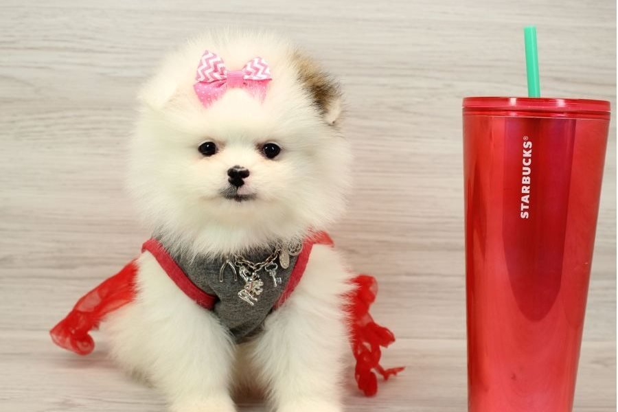 Small Seized Pomeranian Puppies For Sale