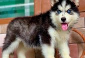 Siberian Husky Puppies