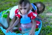 Adorable Capuchin Monkey