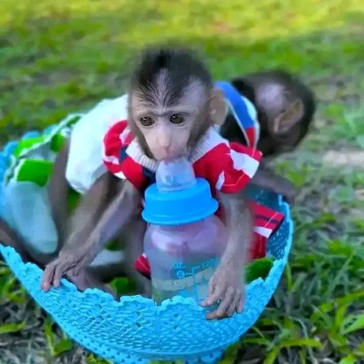 Gorgeous Marmosets/Capuchin monkey WhatsApp me +447868808647