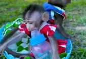 Adorable Capuchin Monkey