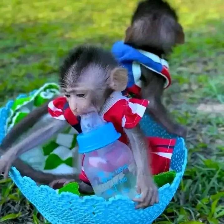 Adorable Capuchin Monkey