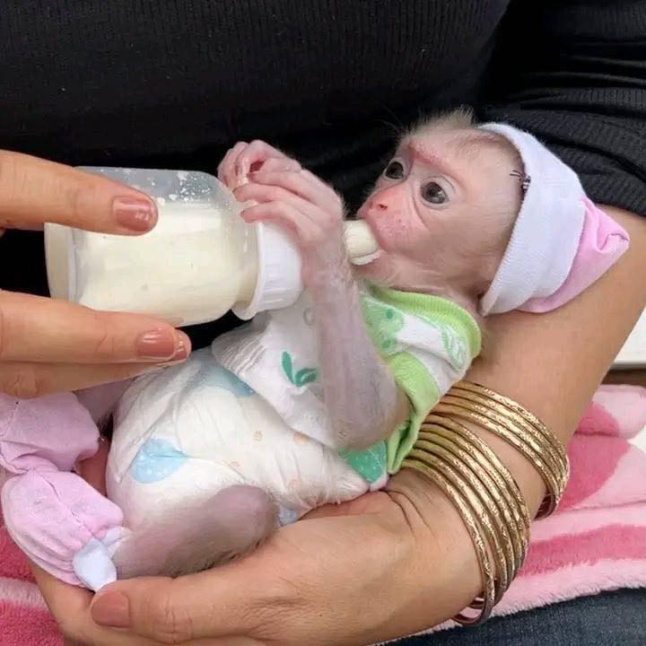 Gorgeous Marmosets/Capuchin monkey WhatsApp me +447868808647