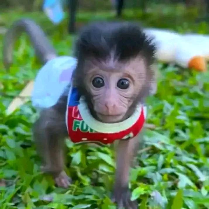 Gorgeous Marmosets/Capuchin monkey WhatsApp me +447868808647