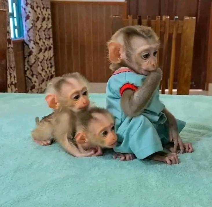 Capuchin Monkeys for sale
