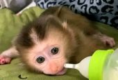 Pigtail Monkeys for adoption