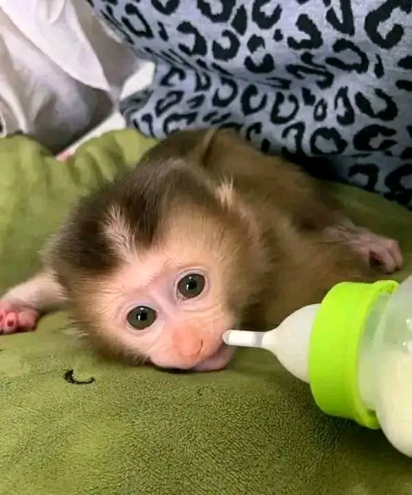 Pigtail Monkeys for adoption