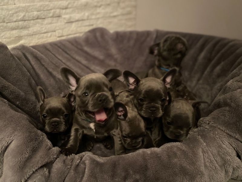 Lovely French Bulldog Puppies WHATSAPP/+447868808647