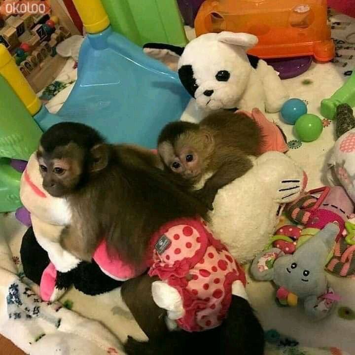 marmoset and capuchin