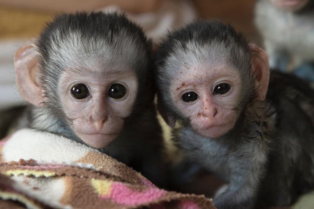 lovely and payful Capuchin and marmoset monkeys