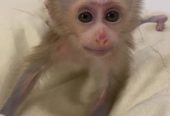 Pigtail Monkeys for adoption